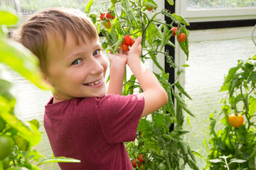 Kindhält eine saftige Tomate