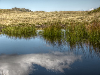 Fototapeta premium Gras im Bergsee in HDR
