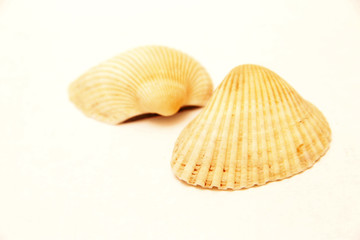 Sea shell pair isolated on the white background