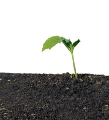 Young seedling of cucumber closeup isolated