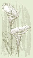 two calla lilies