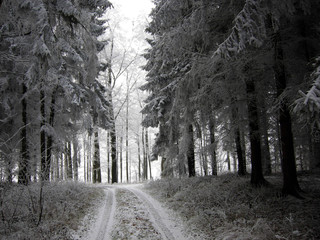 Weg durch einen Winterwald