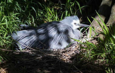 White-faced Heron