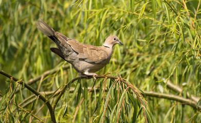 Uccello