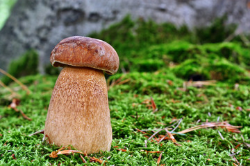 Boletus mushroom