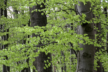 Fr&uuml;hlingsbuchenwald