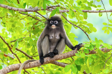 Dusky leaf monkey or Trachypithecus obscurus on tree