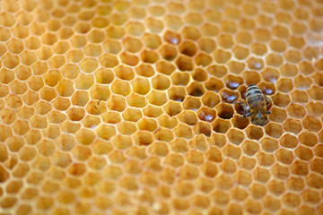 honeycomb background