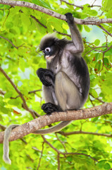 Dusky leaf monkey or Trachypithecus obscurus on tree