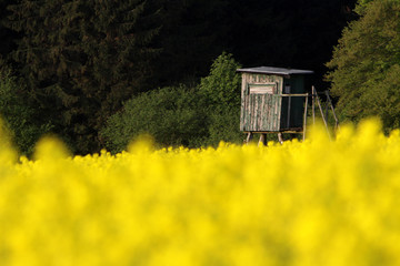 Hochsitz an einem Rapsfeld