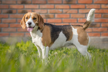 Beautiful Beagle dog in garden