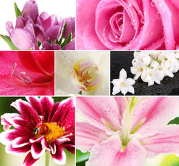 Collage of beautiful flowers with water drops