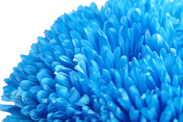 Beautiful blue flower, close up