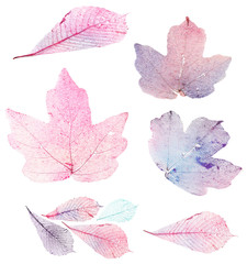 Transparent leaves isolated on white