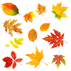Autumn leaves collage isolated on white
