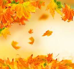 Naklejka na ściany i meble Vivid autumn leaves