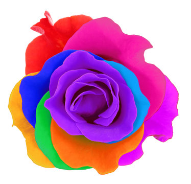 Colorful rose, isolated on white