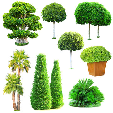 Fototapeta Collage of green trees and bushes isolated on white