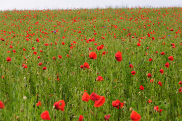 tiefroter Mohn