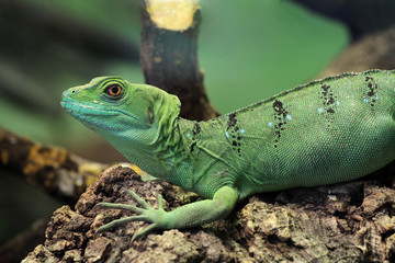 Grüne Wasseragame