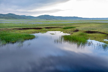 Prairie filled with flowers and a pond