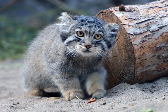 Pallas's cat cub