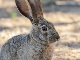 Wild Hare in desert
