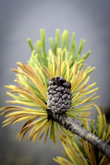 Yellow needles on a pine tree with a cone still on it