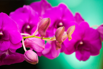 Orchid