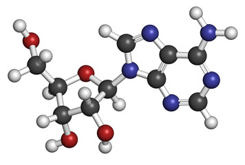 Adenosine (Ado) purine nucleoside molecule.
