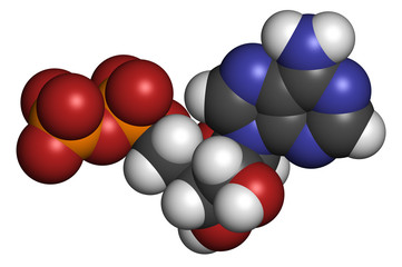 Adenosine diphosphate (ADP) molecule. 