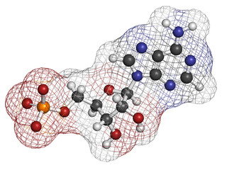 Adenosine monophosphate (AMP, adenylic acid) molecule. 