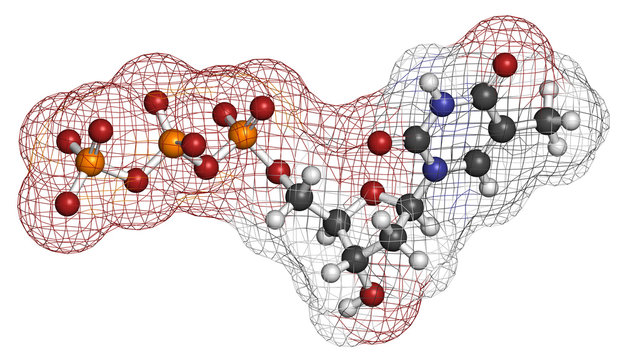 Thymidine triphosphate (TTP) nucleotide molecule. 