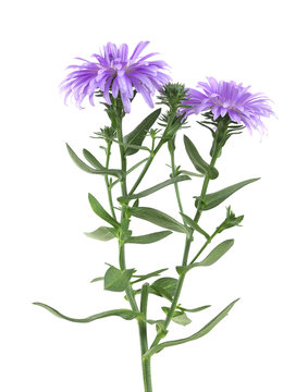 New-york Aster, Symphyotrichum novi-belgi isolated