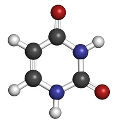Uracil (U) nucleobase molecule. Present in ribonucleic acid, RNA