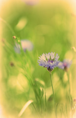 Beautiful cornflowers, outdoors