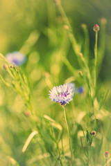 Beautiful cornflowers, outdoors