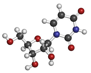 Uridine nucleoside molecule. Building block of RNA. 
