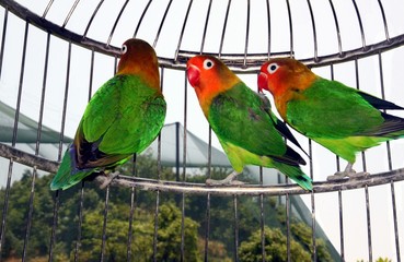 Obraz premium Cute parrots in a cage