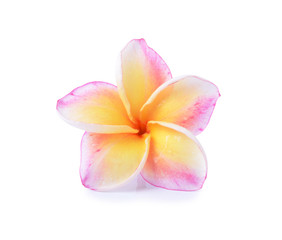 Fototapeta na wymiar colorful plumeria flower on white