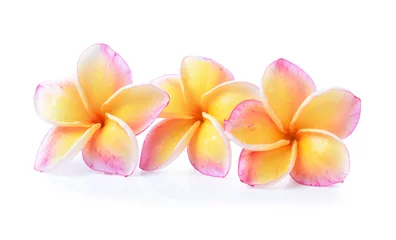 Deurstickers kleurrijke plumeriabloem op wit © siwaporn999