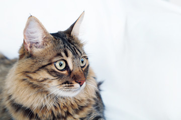 Beautiful cat resting on bed