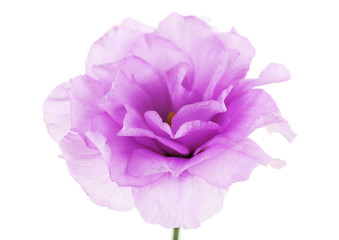 Purple artificial eustoma, isolated on white