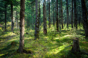 Obraz premium Forest tree