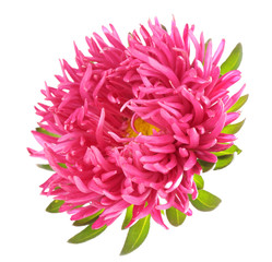 beautiful chrysanthemum flower, isolated on white