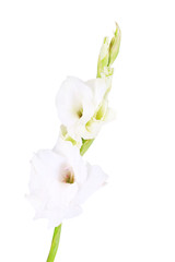 Naklejka na ściany i meble beautiful gladiolus flowers on light color background