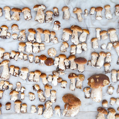 Mushrooms on blanket