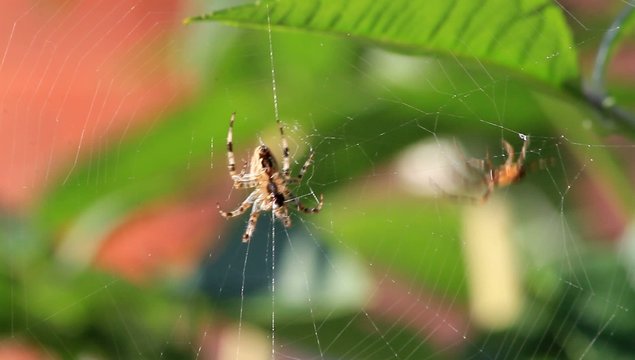 Spinne webt Netz
