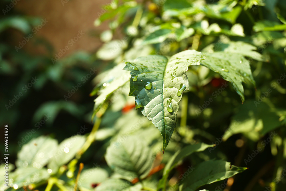 Poster green leaves with raindrops close up