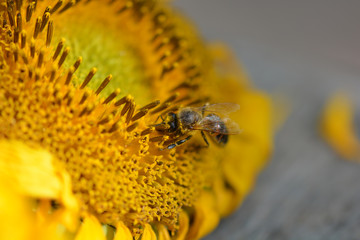 Close up macro bee working on sunflower